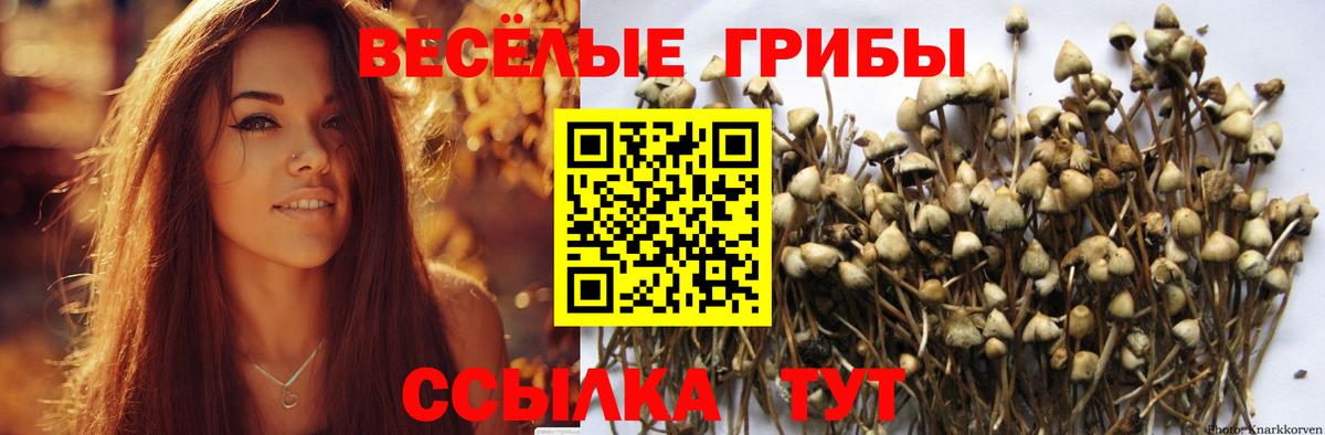 Псилоцибиновые грибы Cubensis Людиново